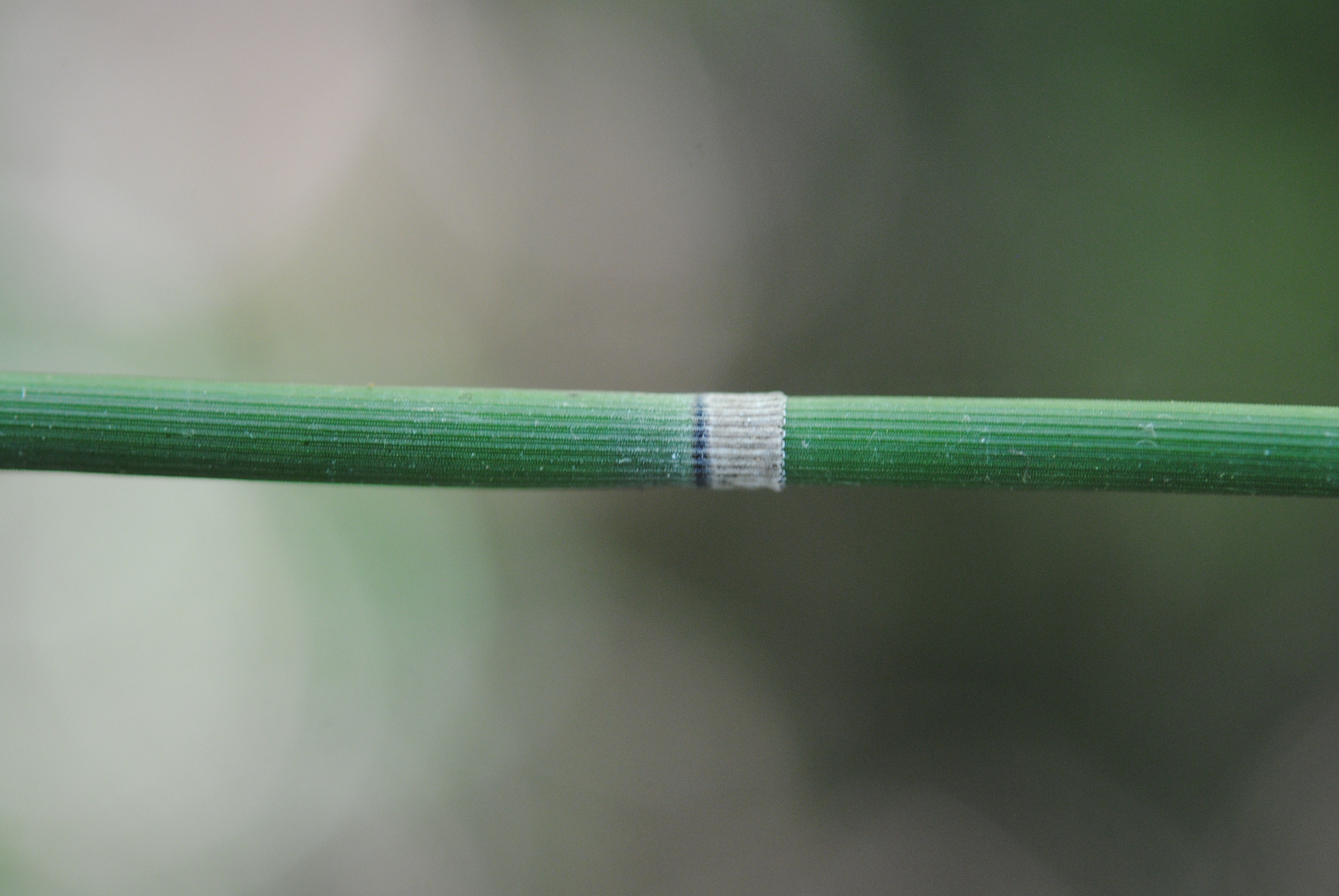 Equisetum hyemale subsp. affine