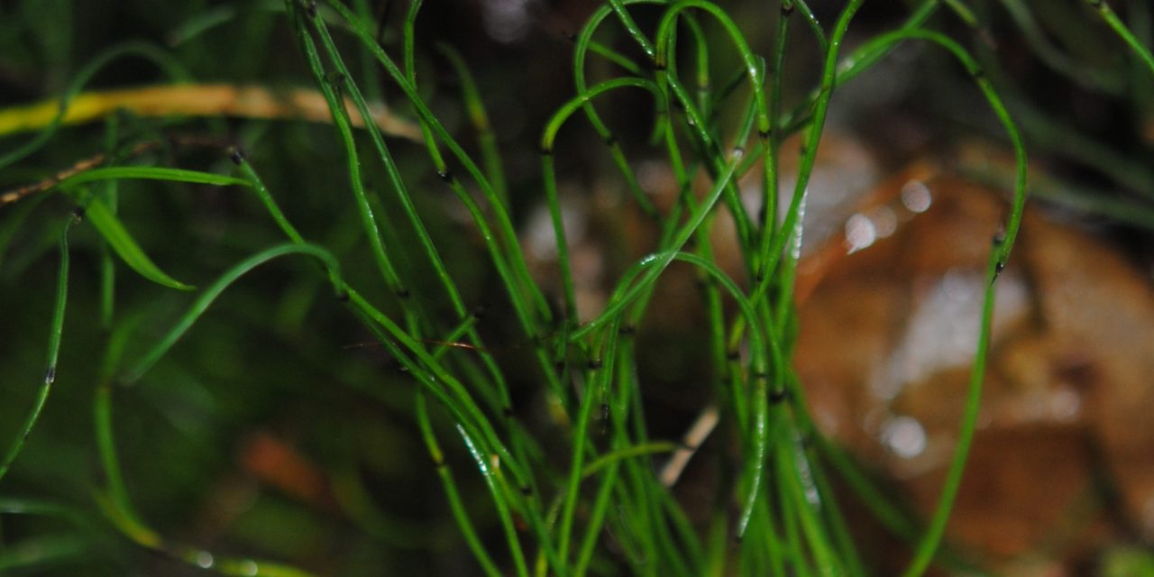 Equisetum scirpoides