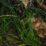 Equisetum scirpoides