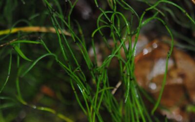 Equisetum scirpoides