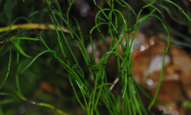 Equisetum scirpoides