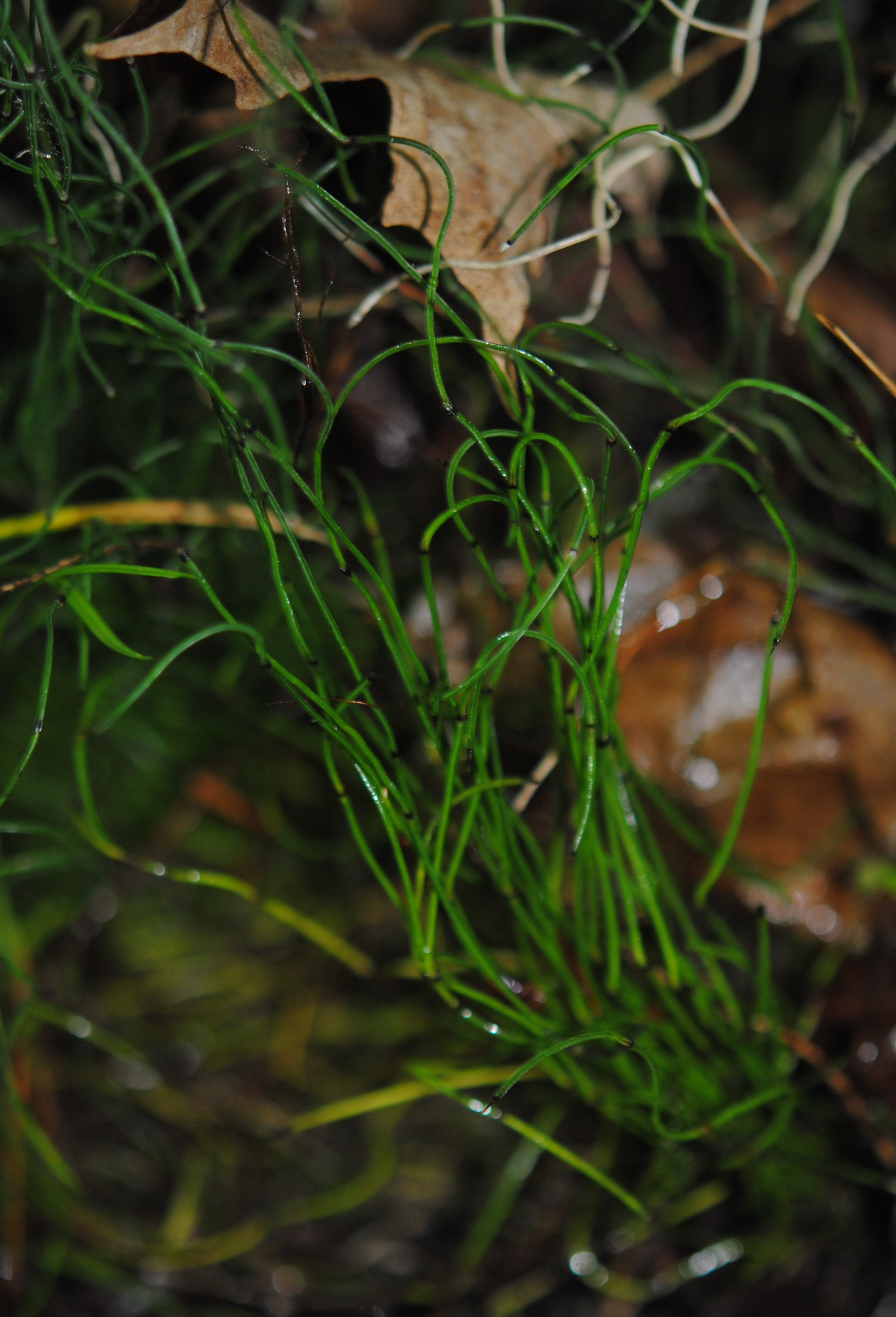 Equisetum scirpoides