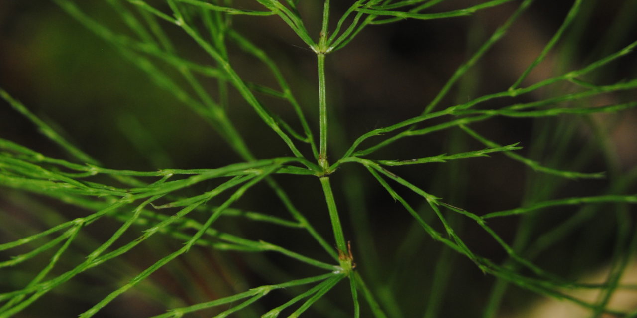 Equisetum sylvaticum