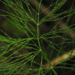 Equisetum sylvaticum