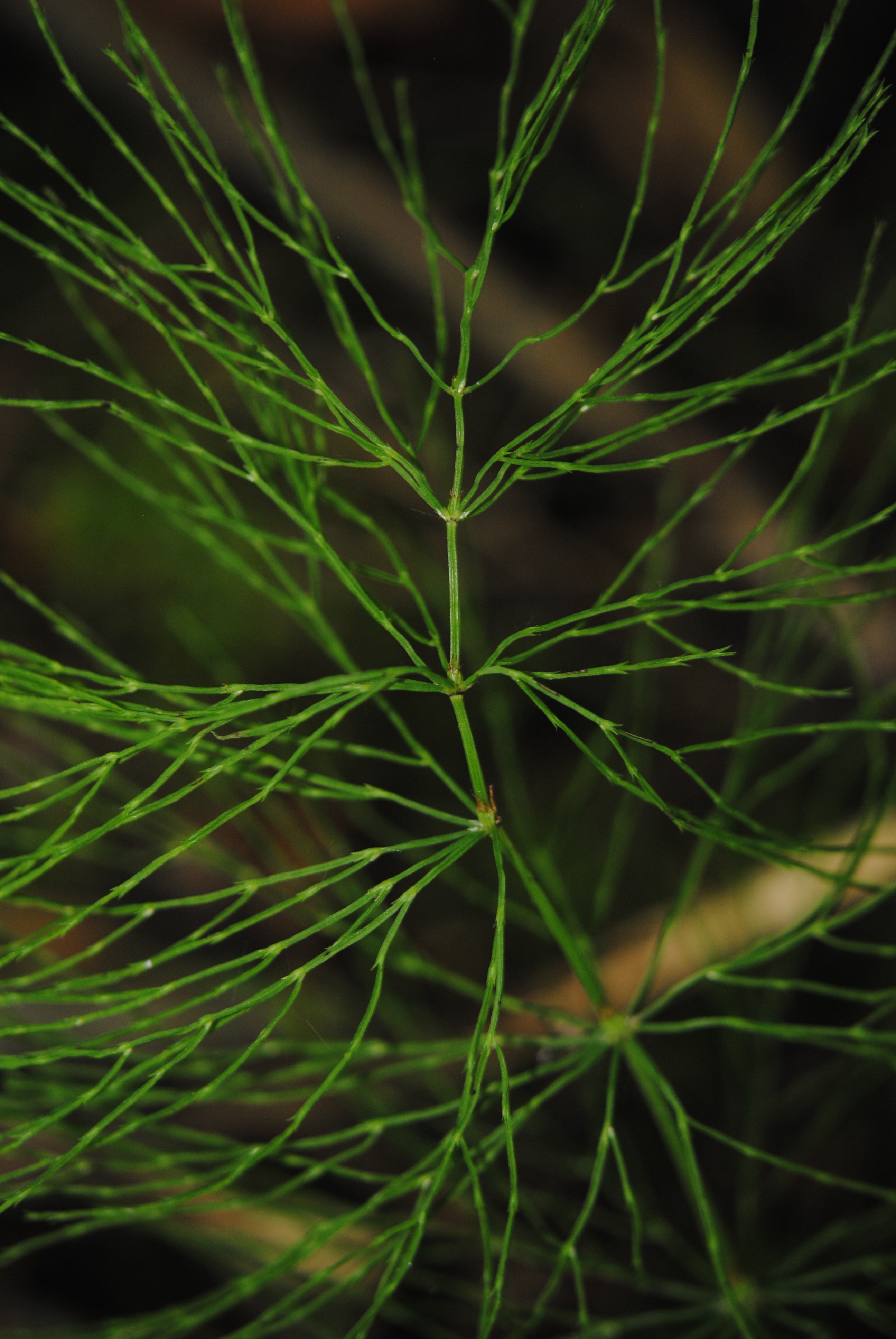 Equisetum sylvaticum