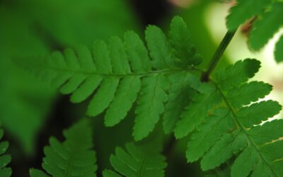 Dryopteris x dowellii