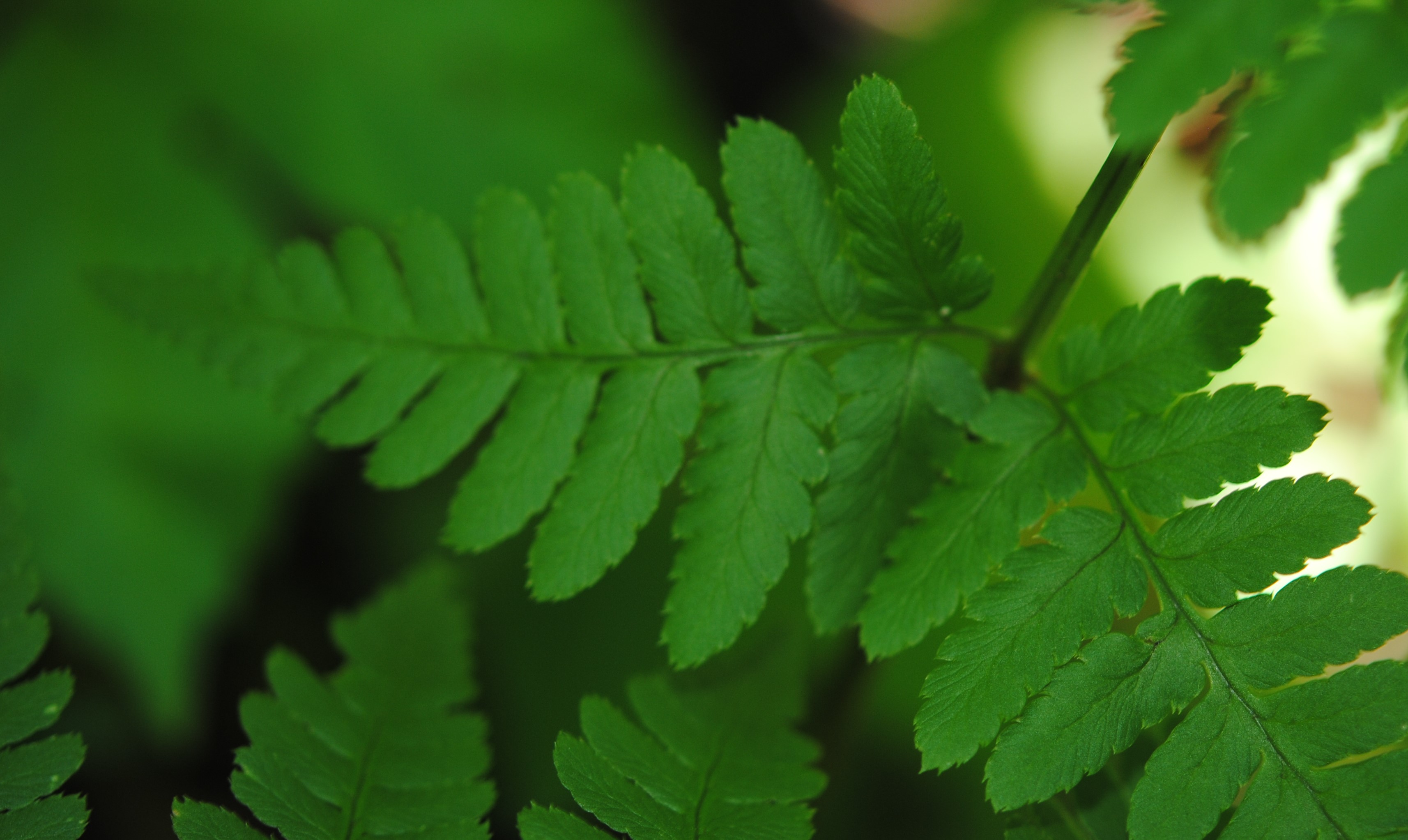 Dryopteris x dowellii