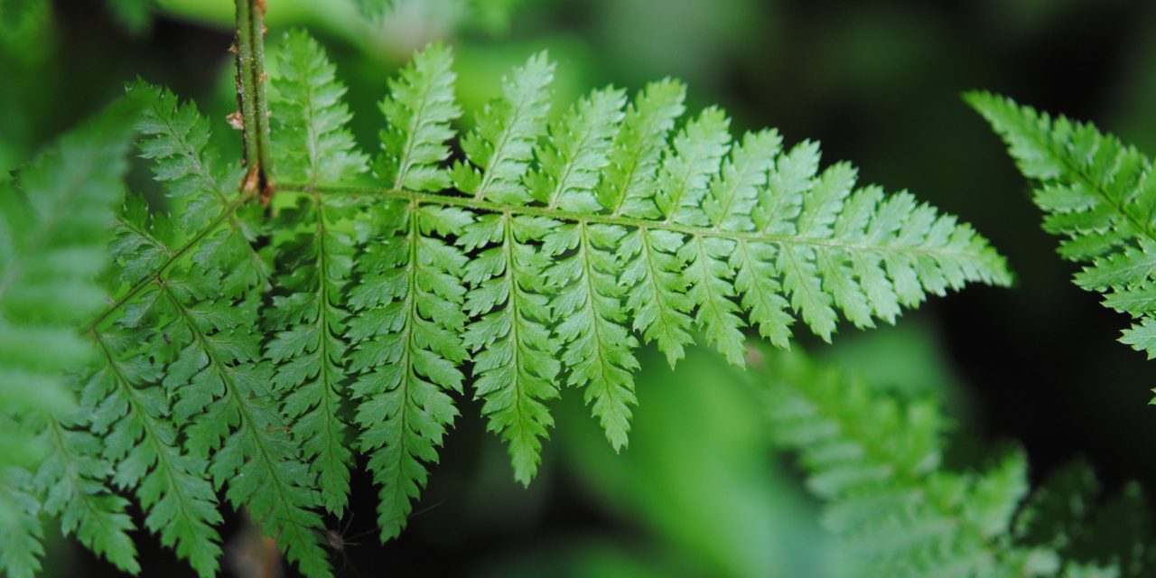 Dryopteris intermedia