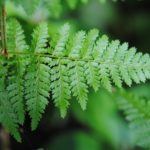 Dryopteris intermedia