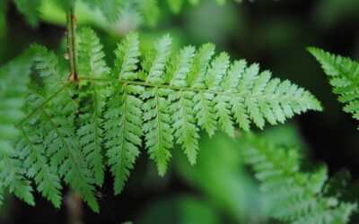 Dryopteris intermedia