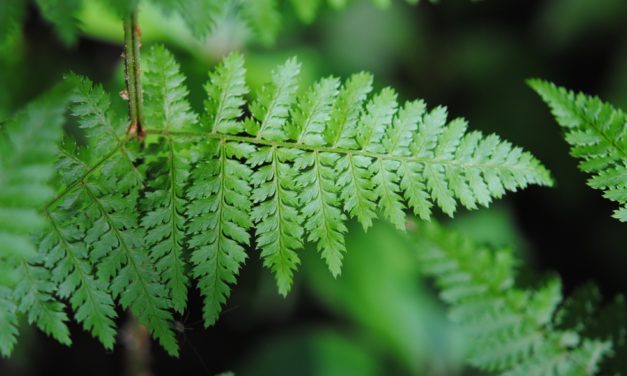 Dryopteris intermedia