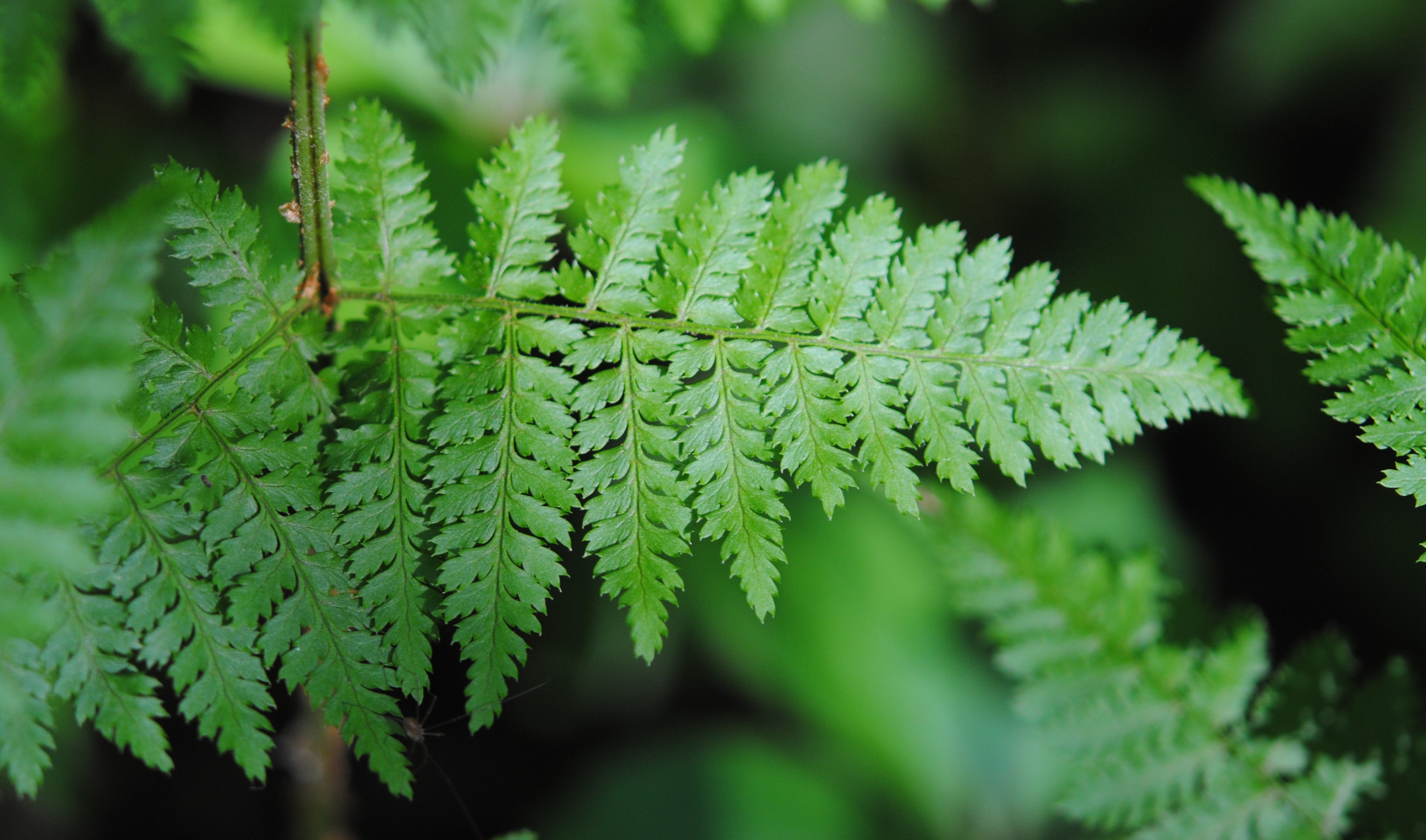 Dryopteris intermedia