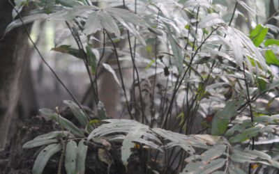 Acrostichum speciosum