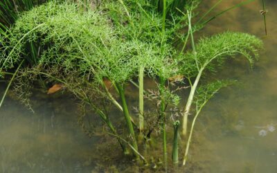 Ceratopteris thalictroides