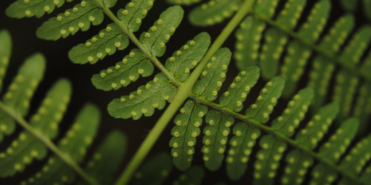 Dryopteris marginalis