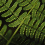 Dryopteris marginalis