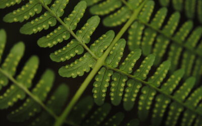 Dryopteris marginalis