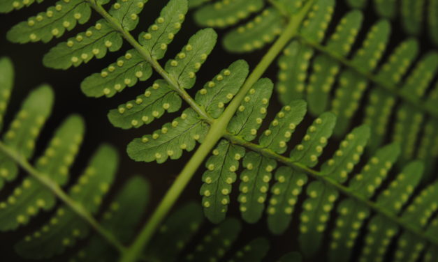 Dryopteris marginalis