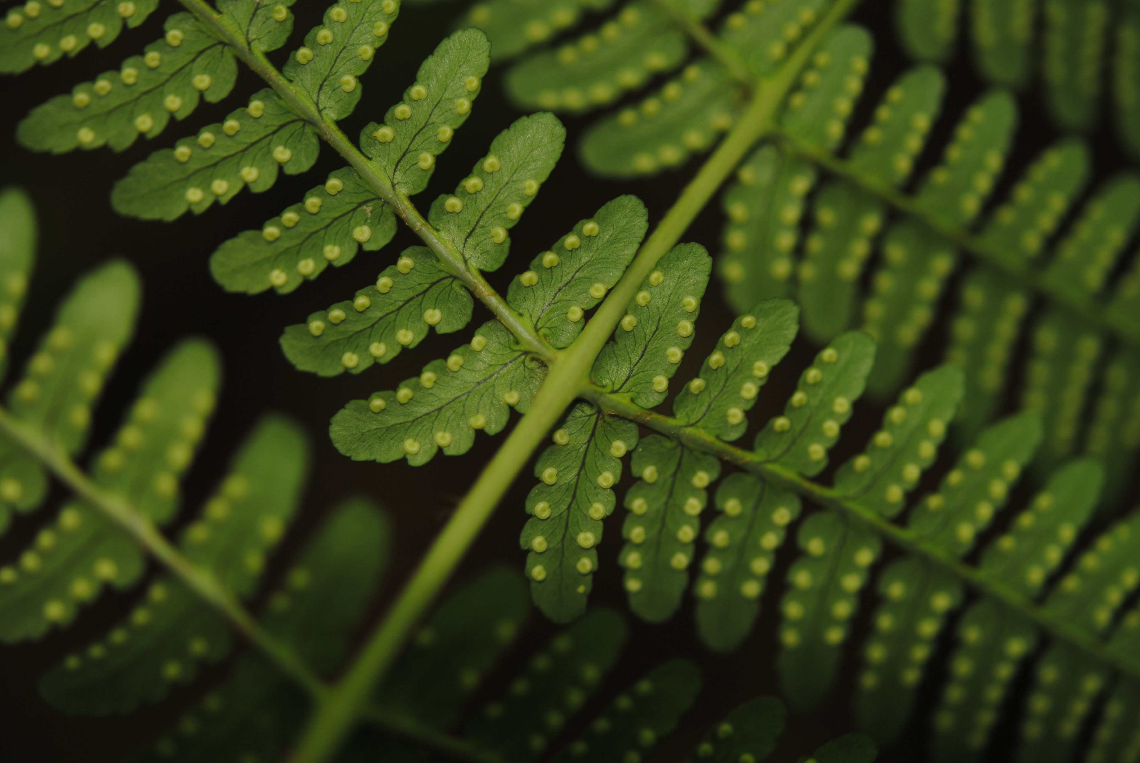 Dryopteris marginalis