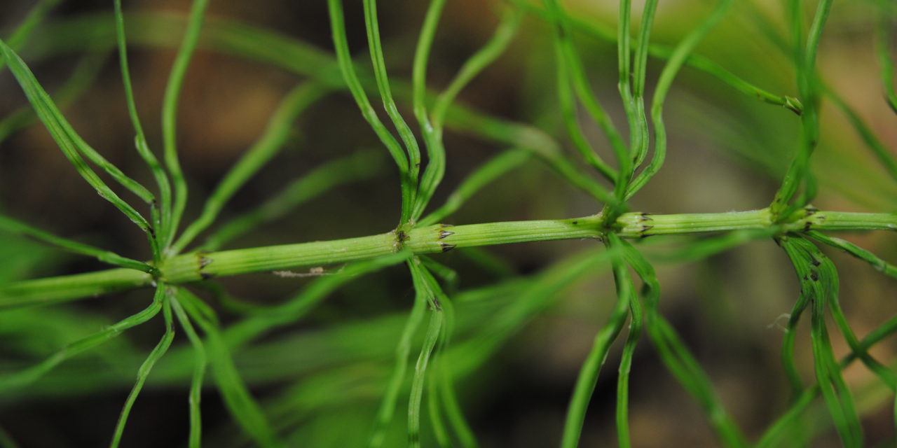 Equisetum pratense