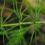 Equisetum pratense