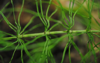 Equisetum pratense