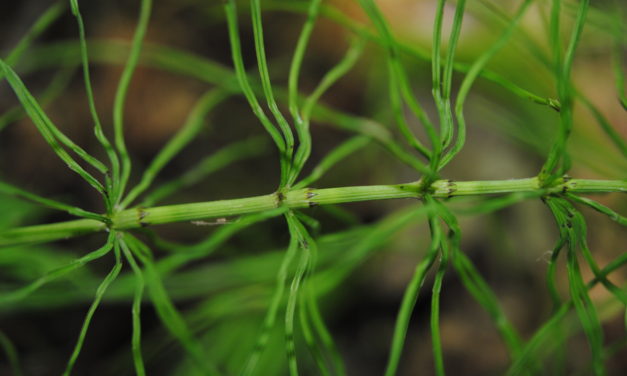 Equisetum pratense