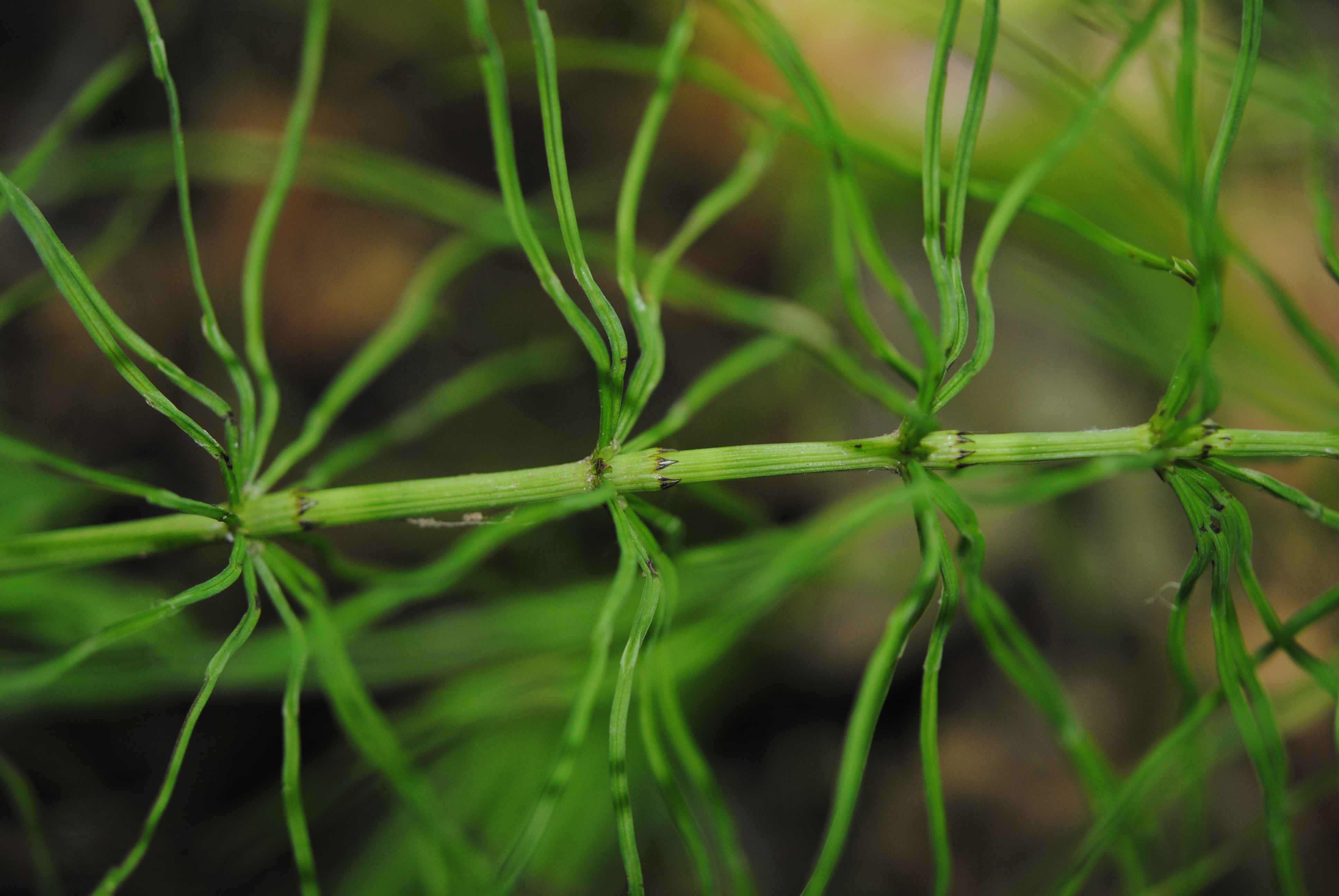 Equisetum pratense