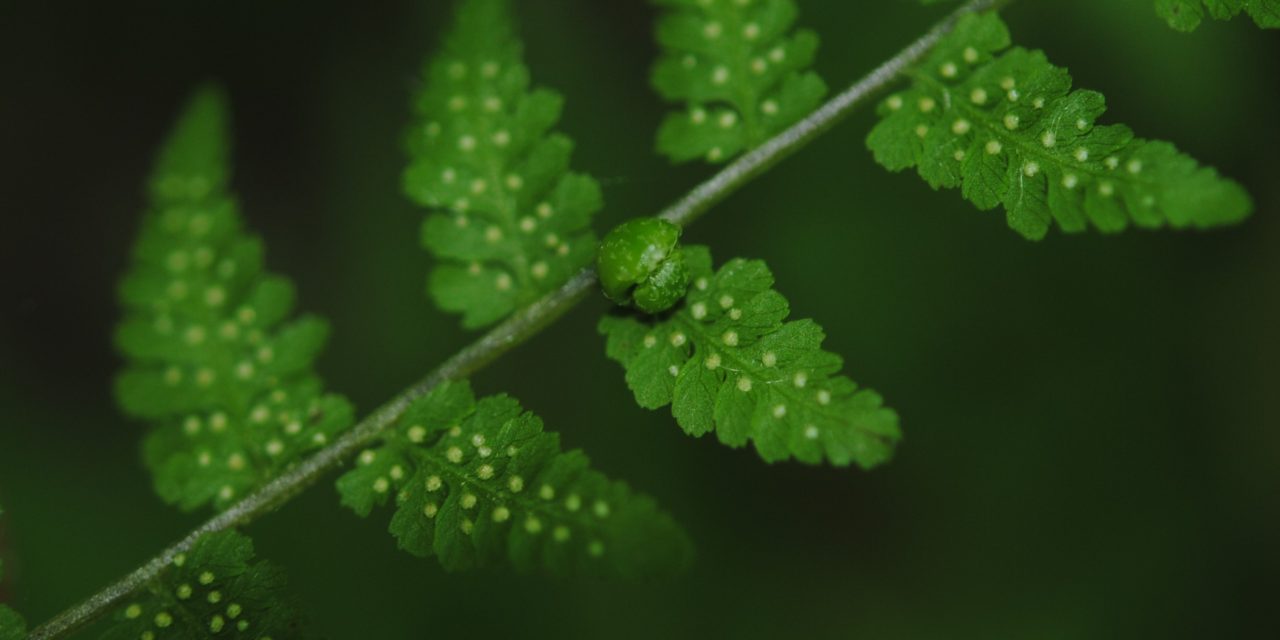 Cystopteris bulbifera