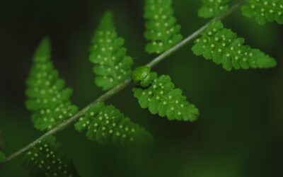 Cystopteris bulbifera