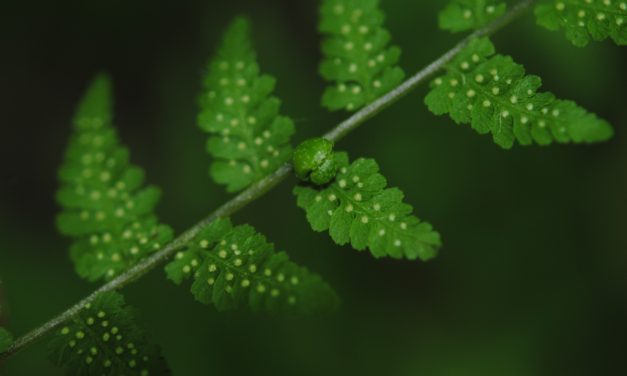 Cystopteris bulbifera