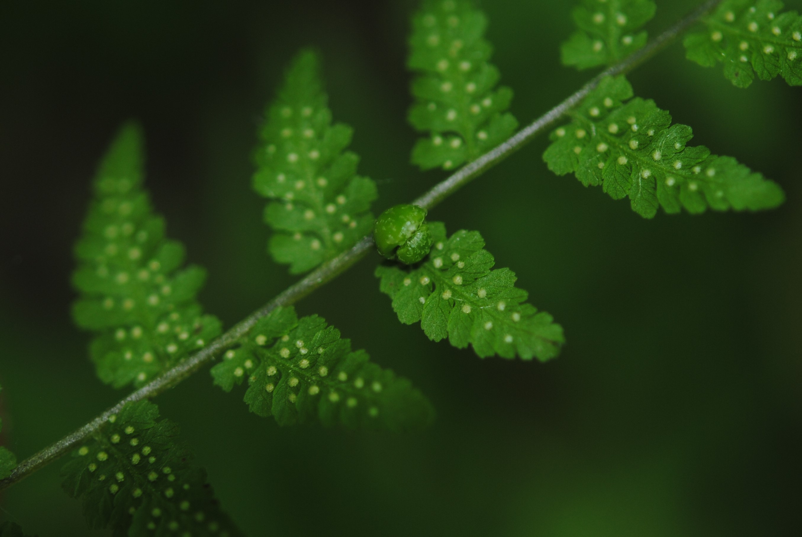 Cystopteris bulbifera