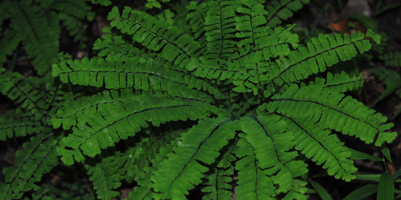 Adiantum pedatum