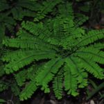 Adiantum pedatum