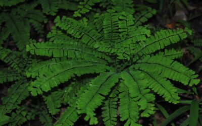 Adiantum pedatum