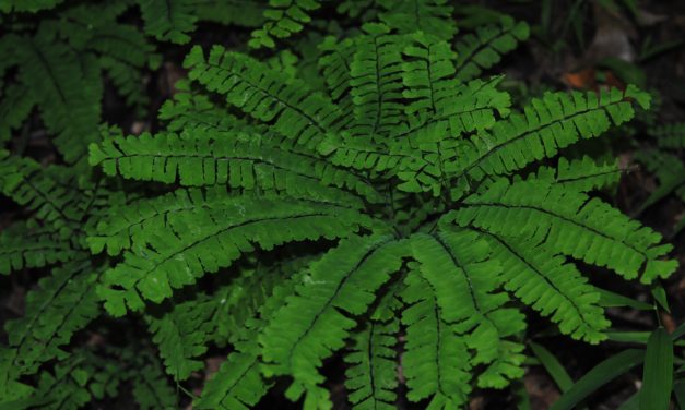 Adiantum pedatum