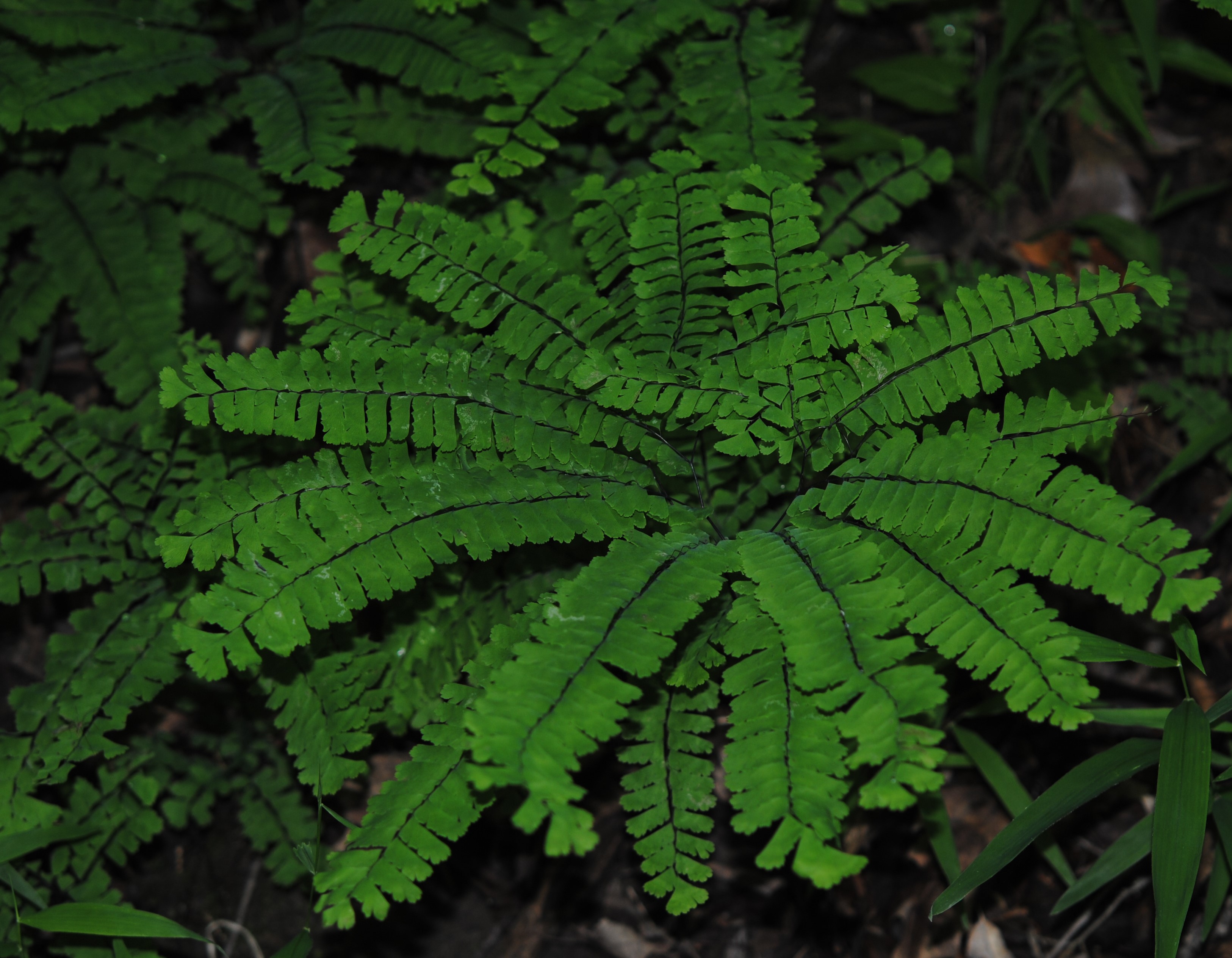 Adiantum pedatum