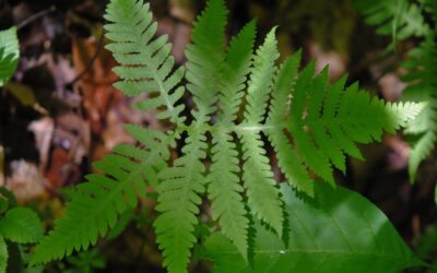 Phegopteris hexagonoptera