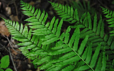 Homalosorus pycnocarpos