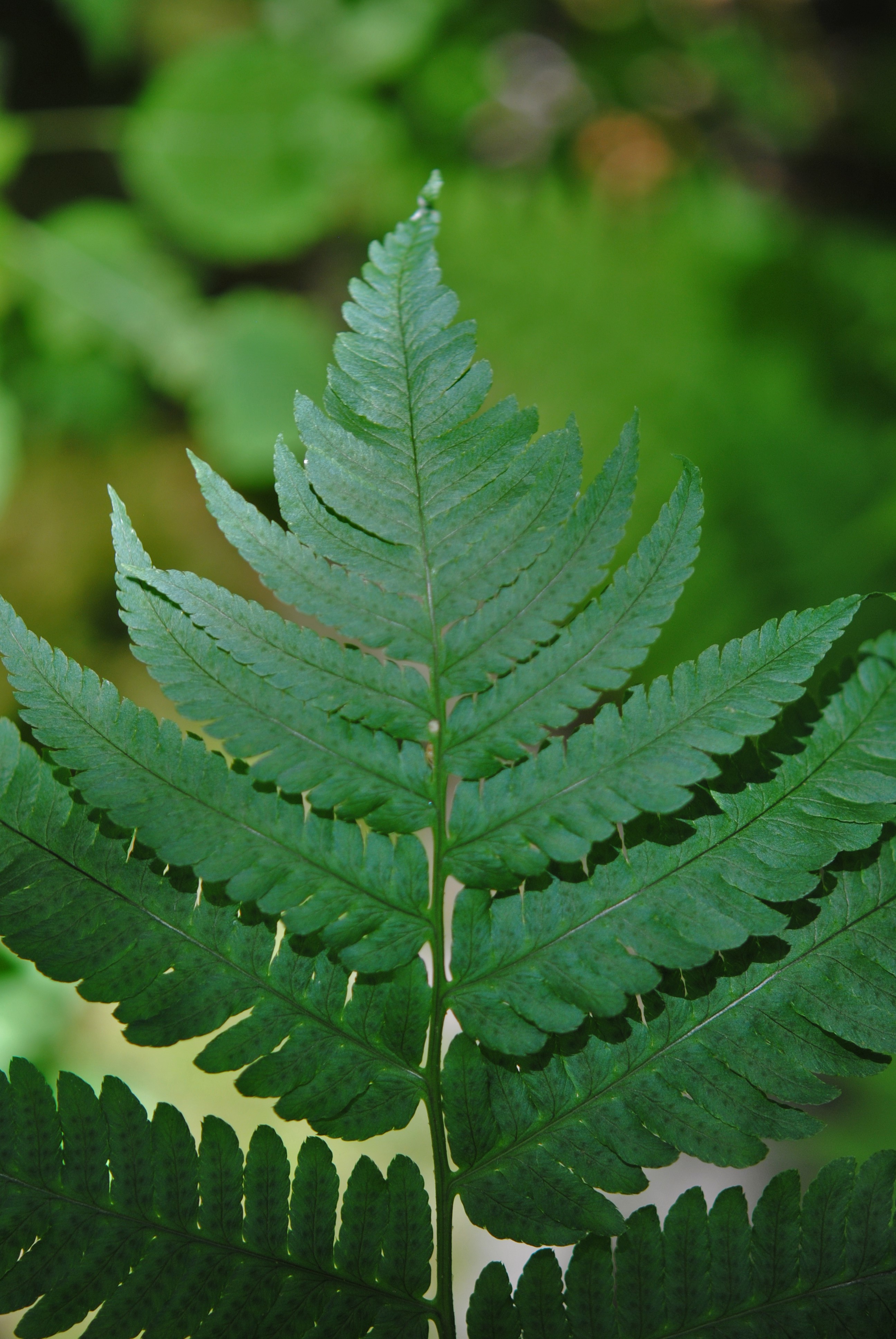 Dryopteris goldiana