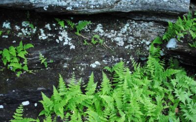 Cystopteris laurentiana