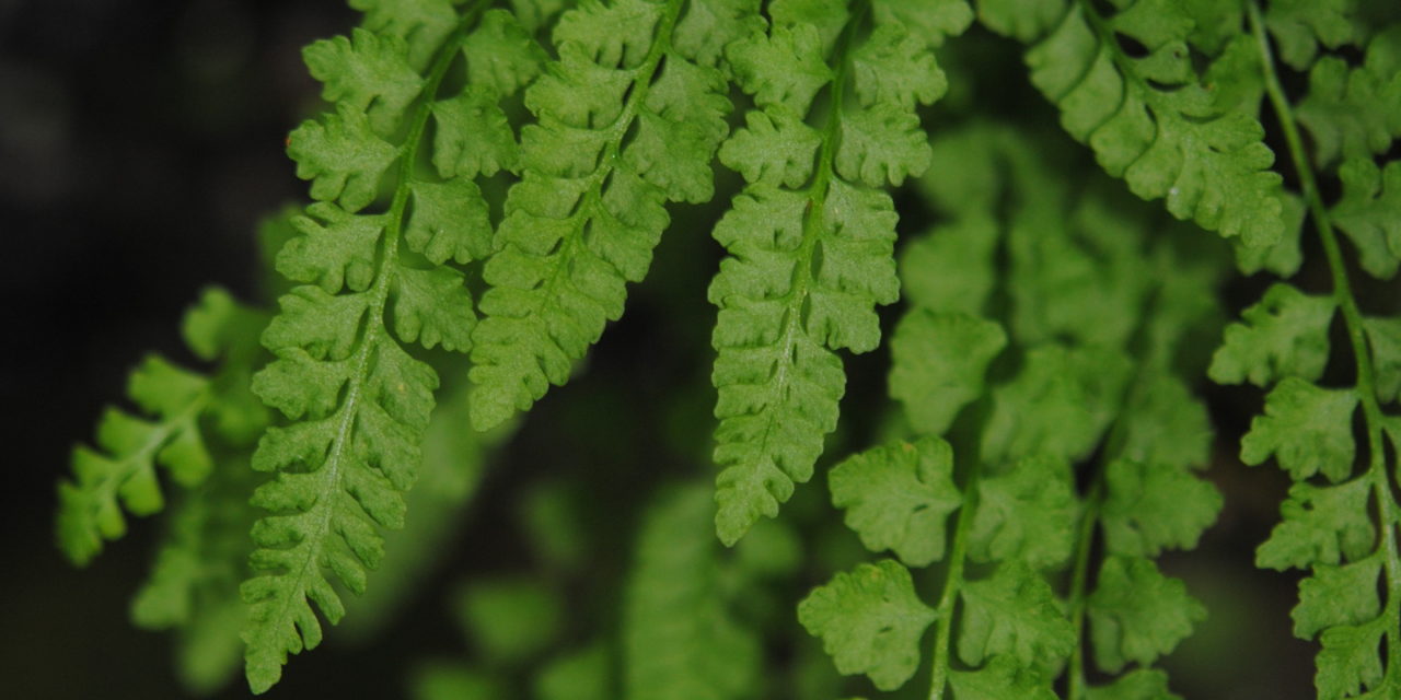 Woodsia glabella