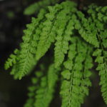 Woodsia glabella