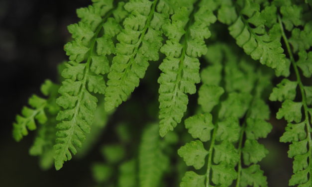 Woodsia glabella