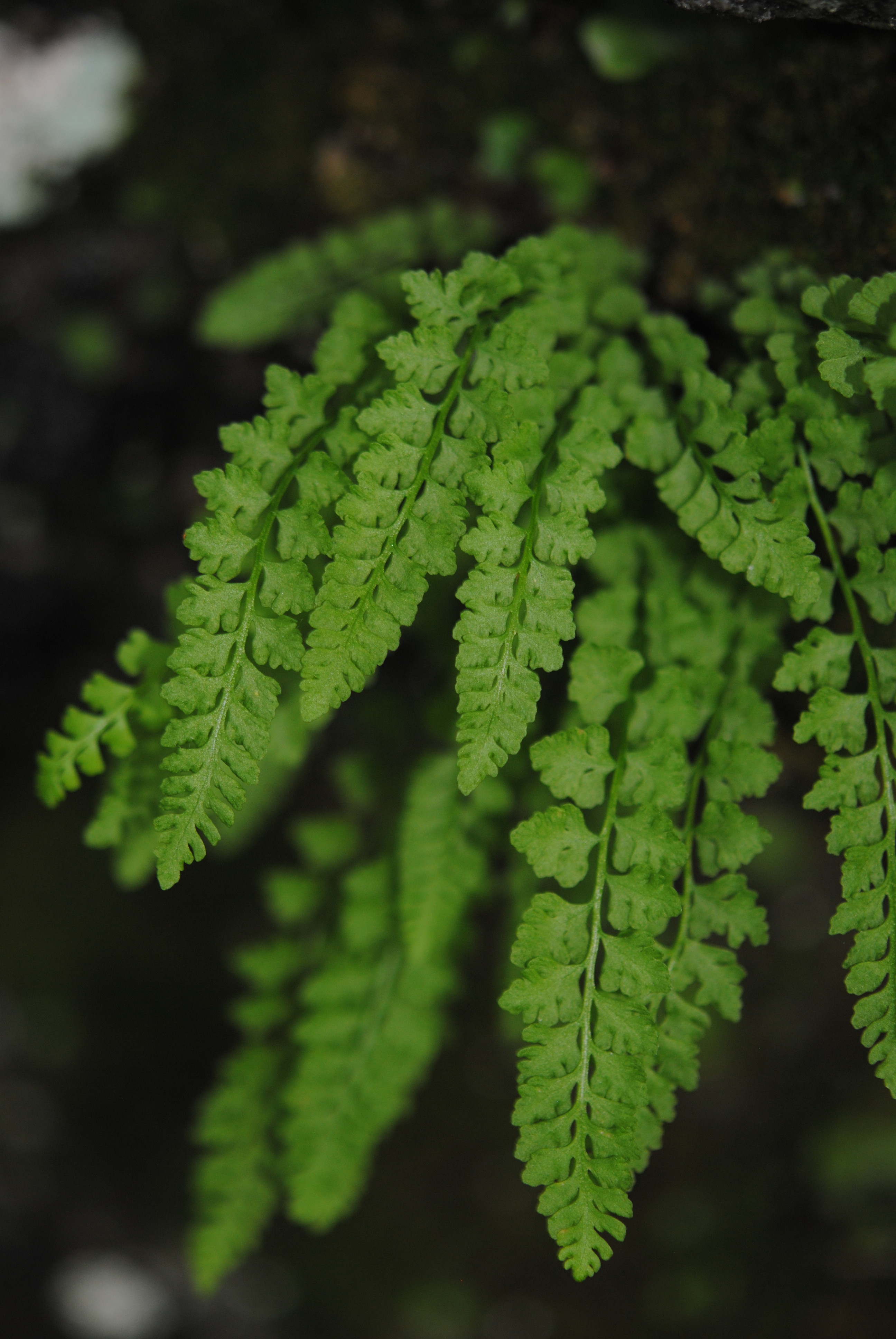 Woodsia glabella