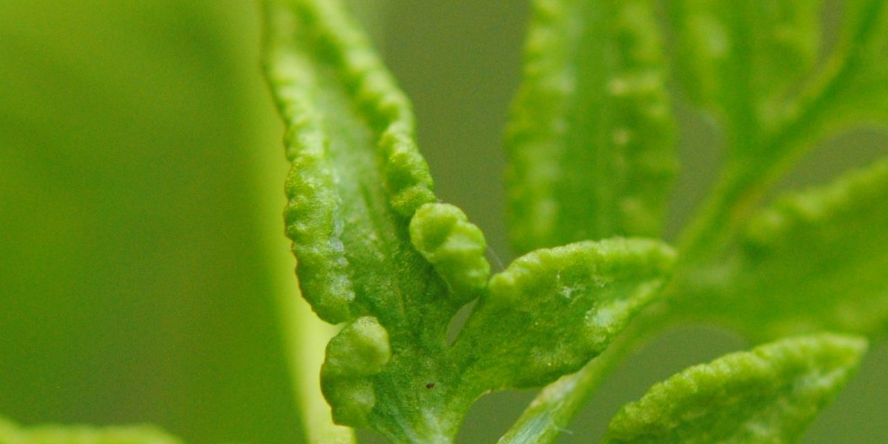 Cryptogramma stelleri