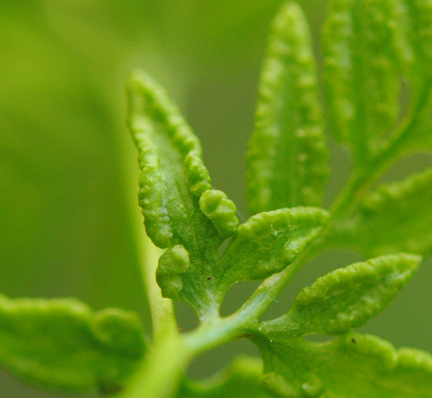 Cryptogramma stelleri