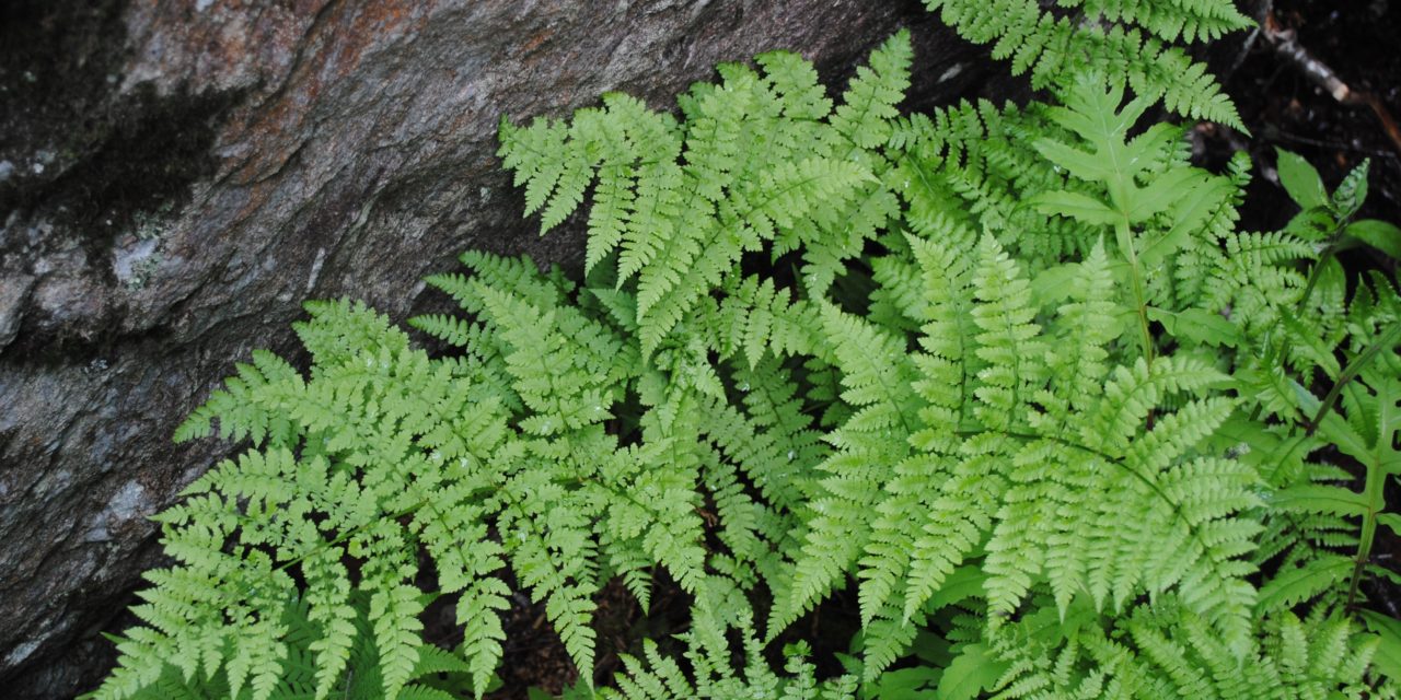 Dryopteris campyloptera