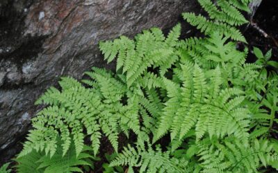Dryopteris campyloptera