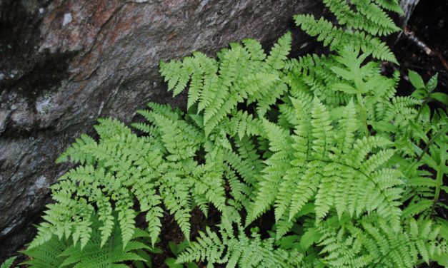 Dryopteris campyloptera